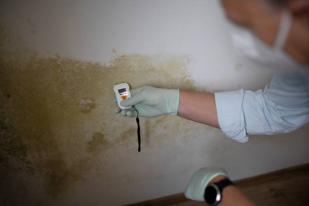 Best Commercial Mold Removal  in Hemlock Farms, PA