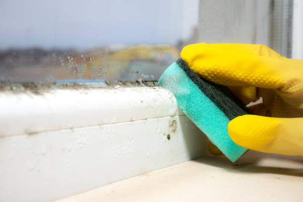 Best Office Mold Removal Services  in Hemlock Farms, PA