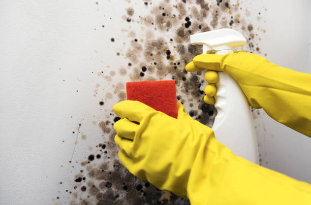 Best Same-Day Mold Removal  in Hemlock Farms, PA